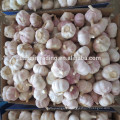 normal white garlic for kenya